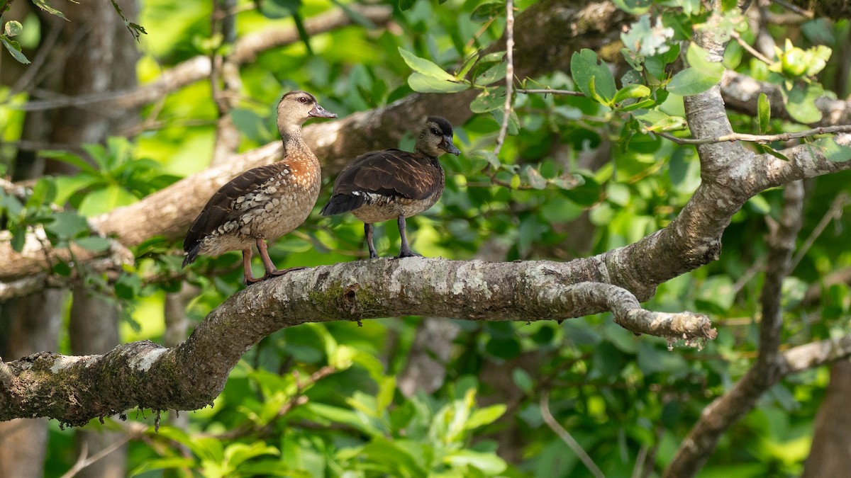 perleplystreand - ML647376127