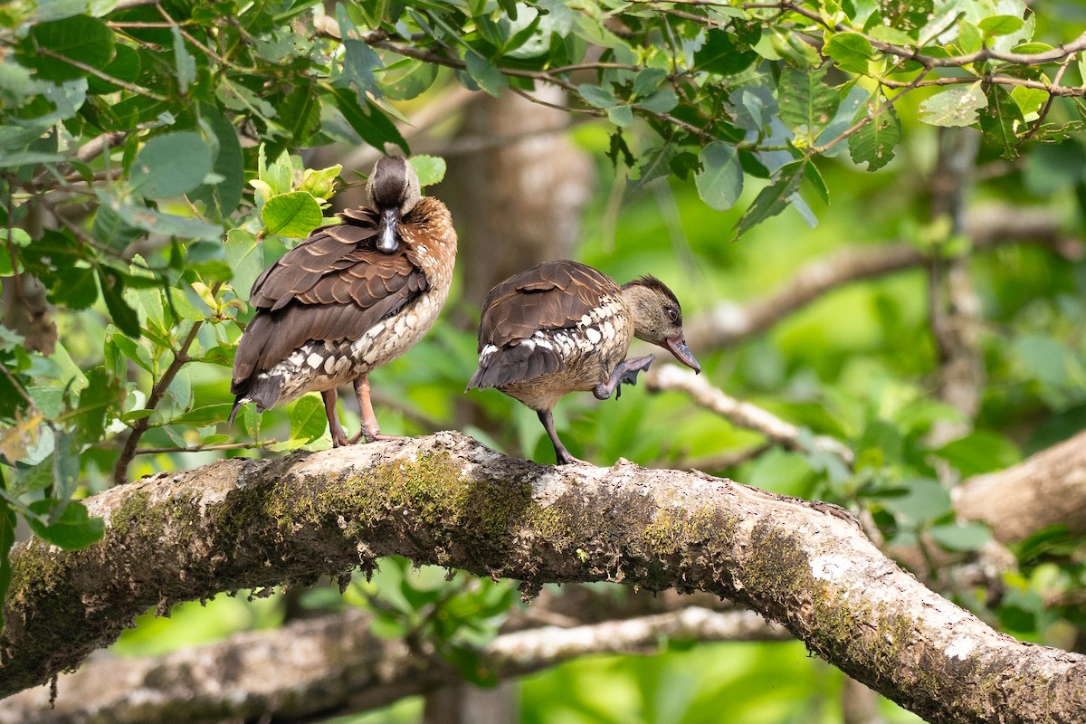 perleplystreand - ML647376128