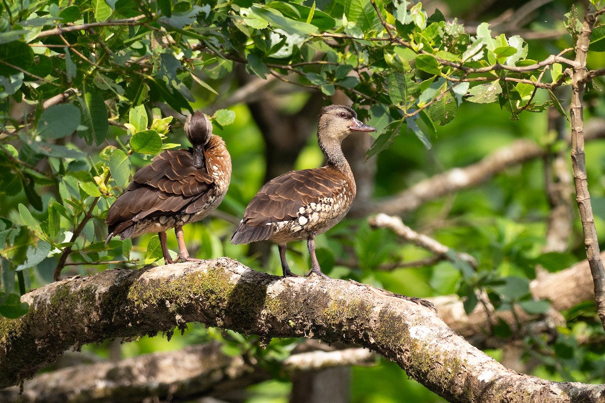 perleplystreand - ML647376129