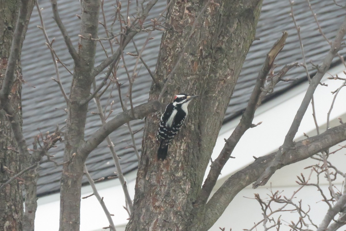 Hairy Woodpecker - ML647376130