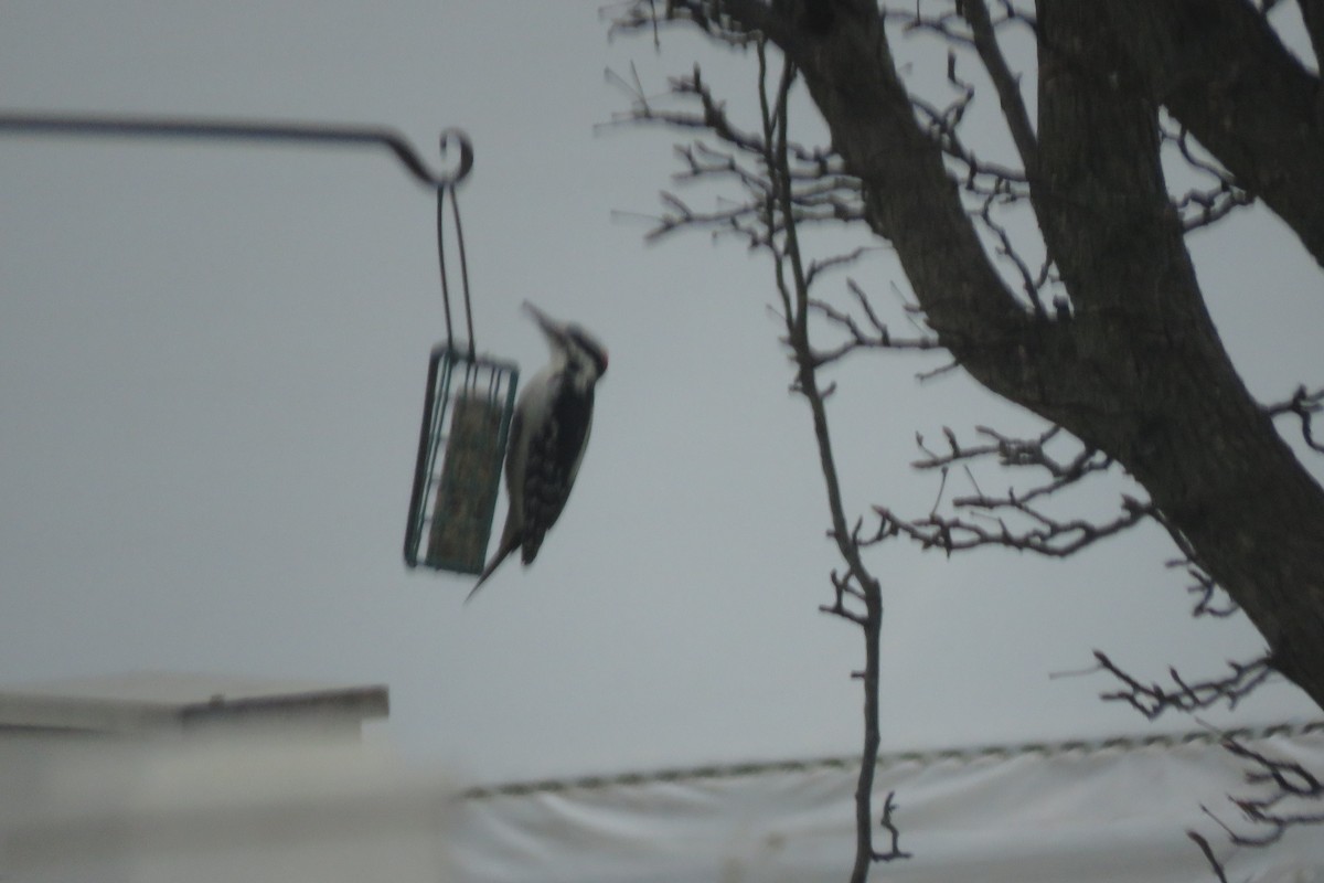 Hairy Woodpecker - ML647376131