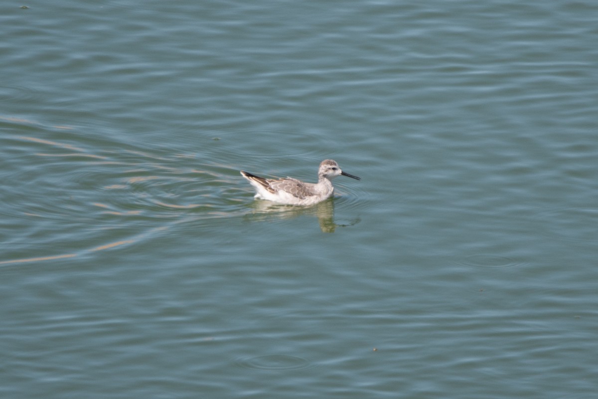 Falaropo Tricolor - ML647376135