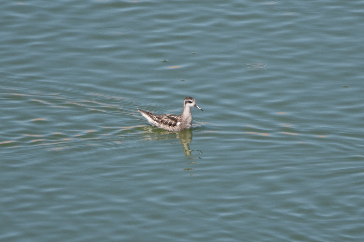 Falaropo Picofino - ML647376136