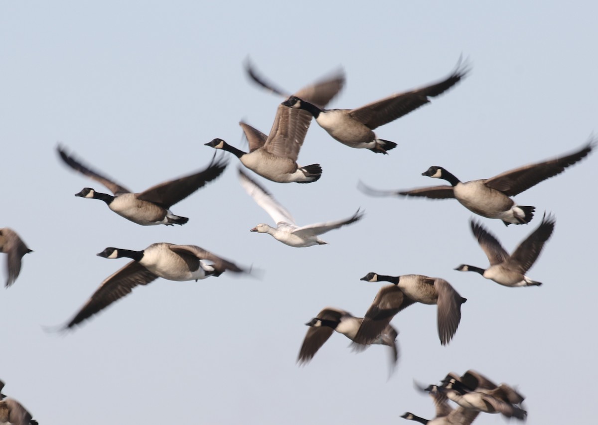 Snow Goose - ML647376138