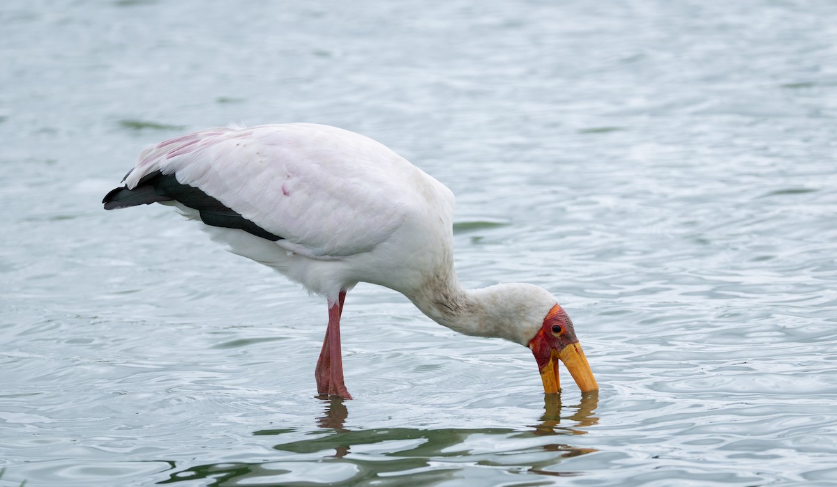Yellow-billed Stork - ML647376149