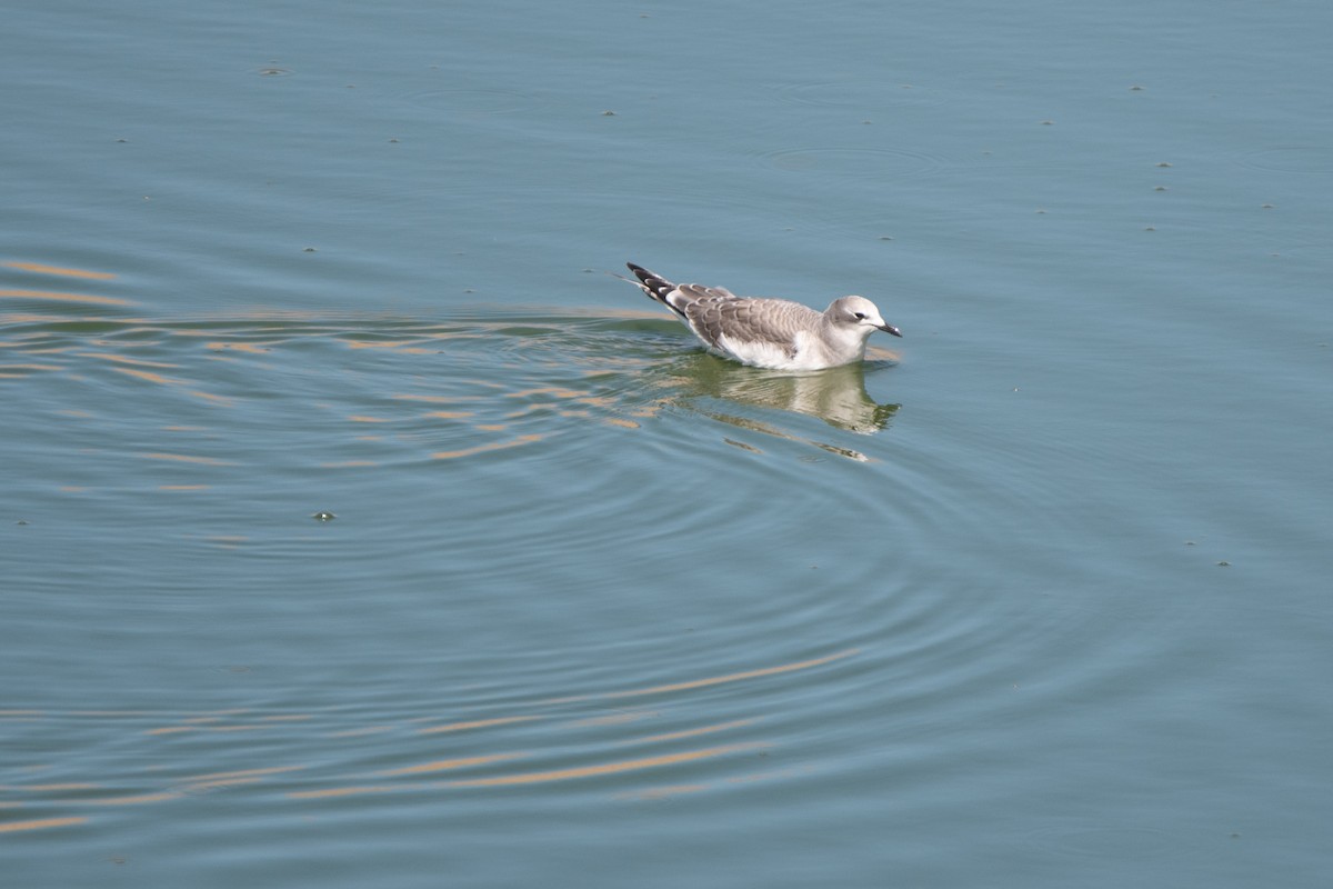 Gaviota de Sabine - ML647376152