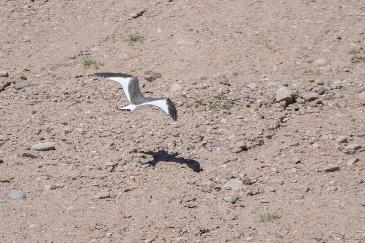 Gaviota de Sabine - ML647376154