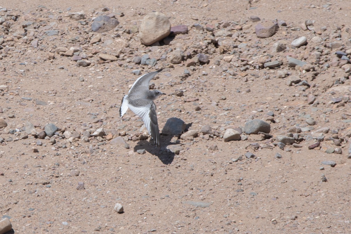 Gaviota de Sabine - ML647376155