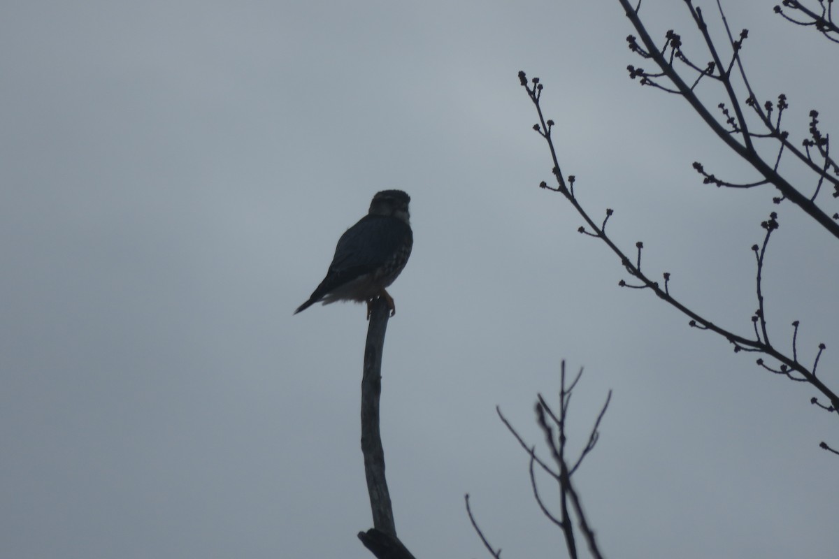American Kestrel - ML647376156