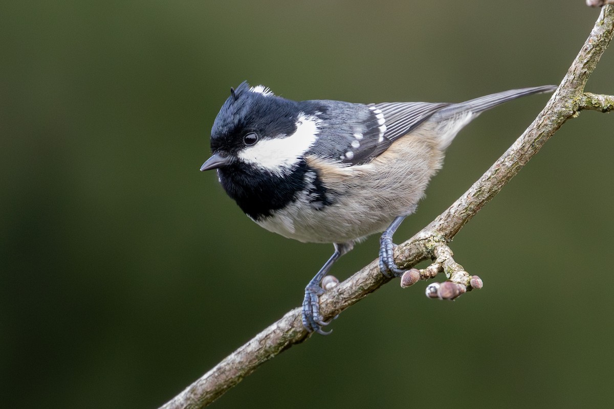 Coal Tit - ML647376157