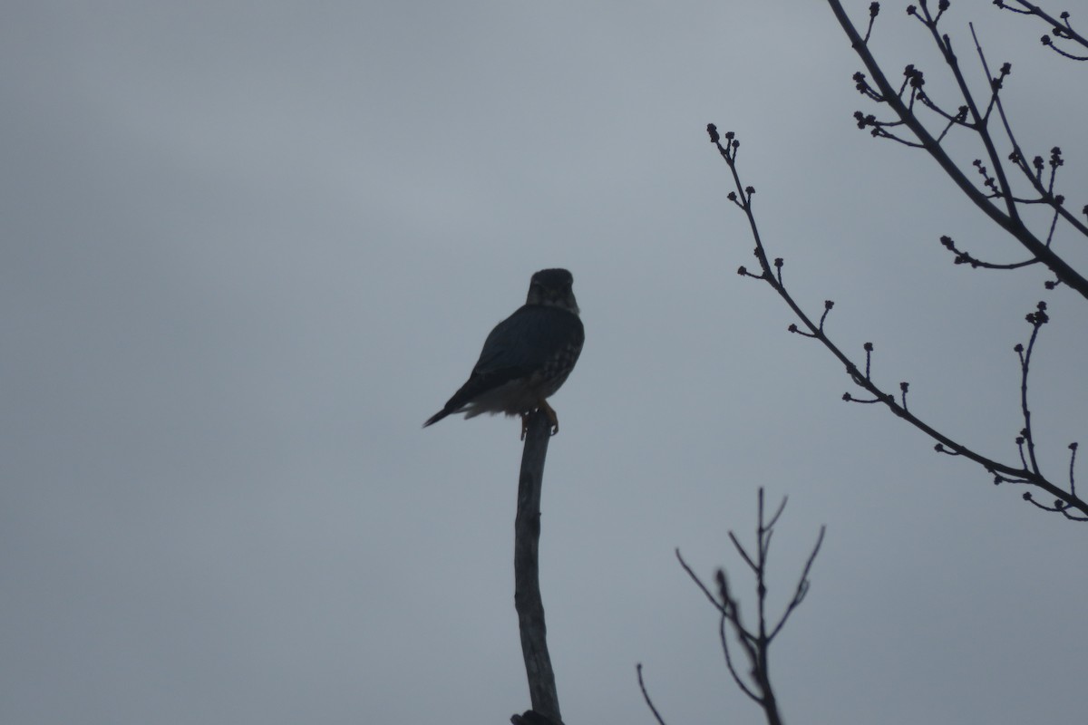 American Kestrel - ML647376158