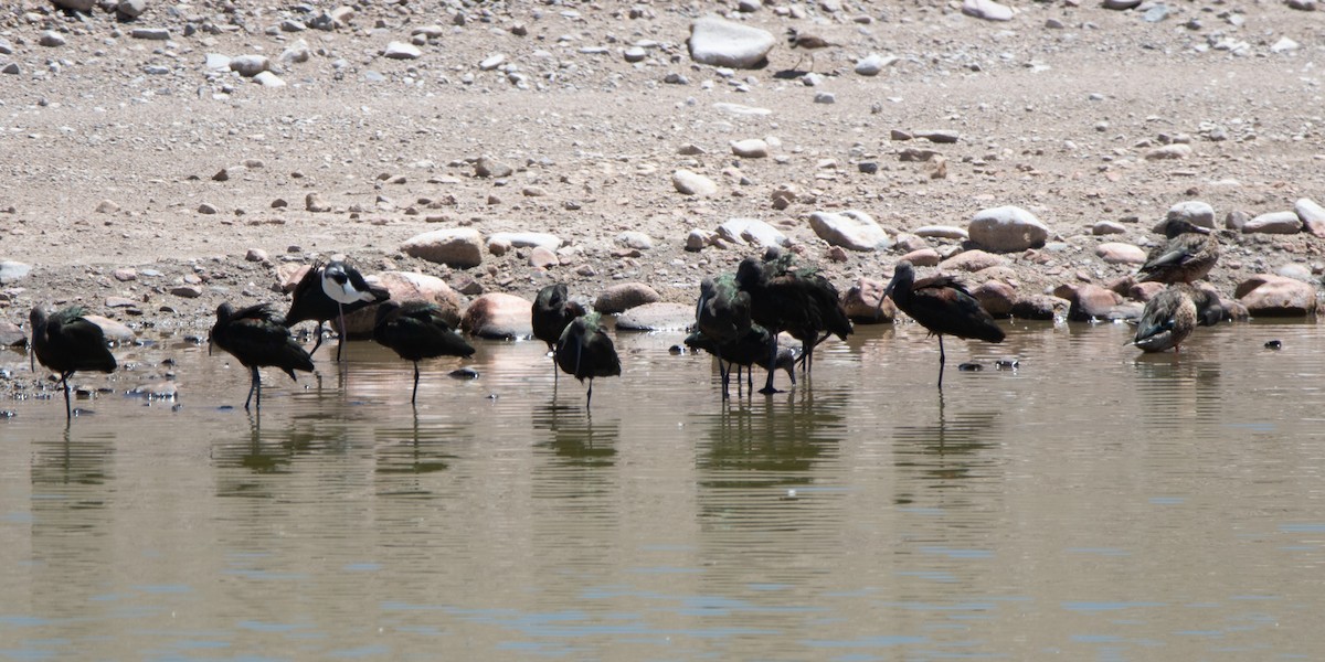Morito Cariblanco - ML647376159