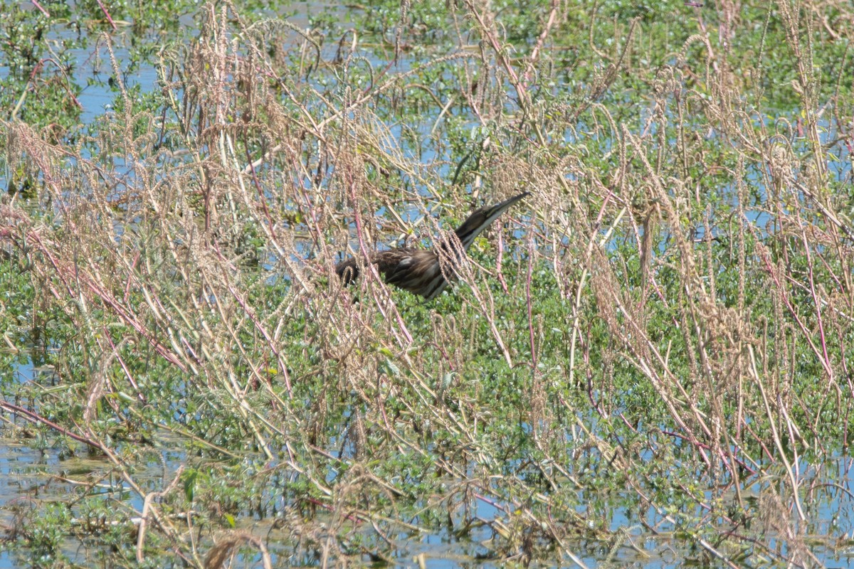 Avetoro Lentiginoso - ML647376163