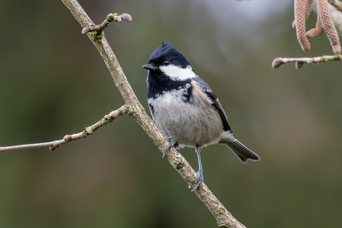 Coal Tit - ML647376169