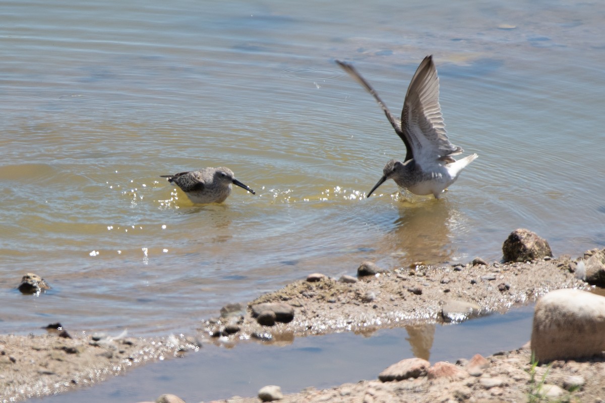Correlimos Zancolín - ML647376175