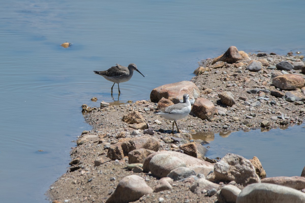 Correlimos Zancolín - ML647376176