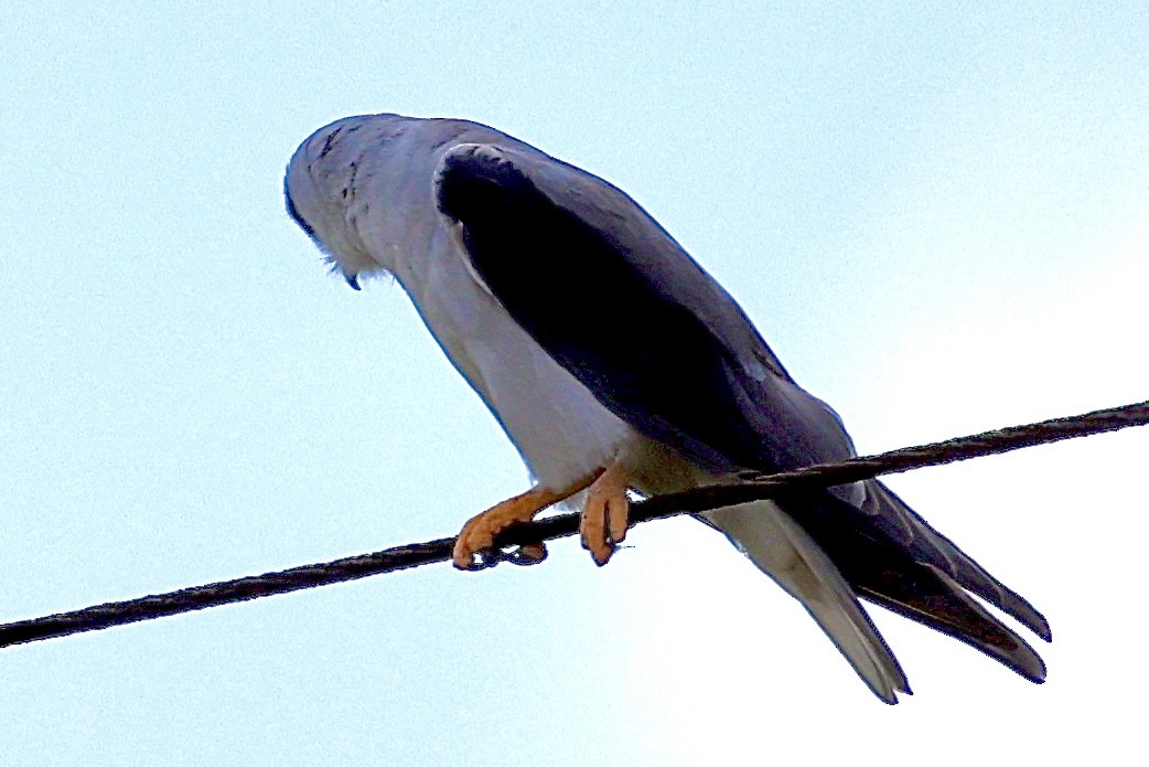 Шуліка чорноплечий - ML647376178