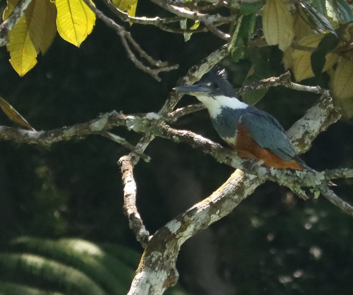 Рибалочка-чубань неотропічний - ML647376182