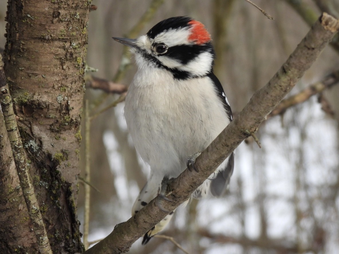 Downy Woodpecker - ML647376183