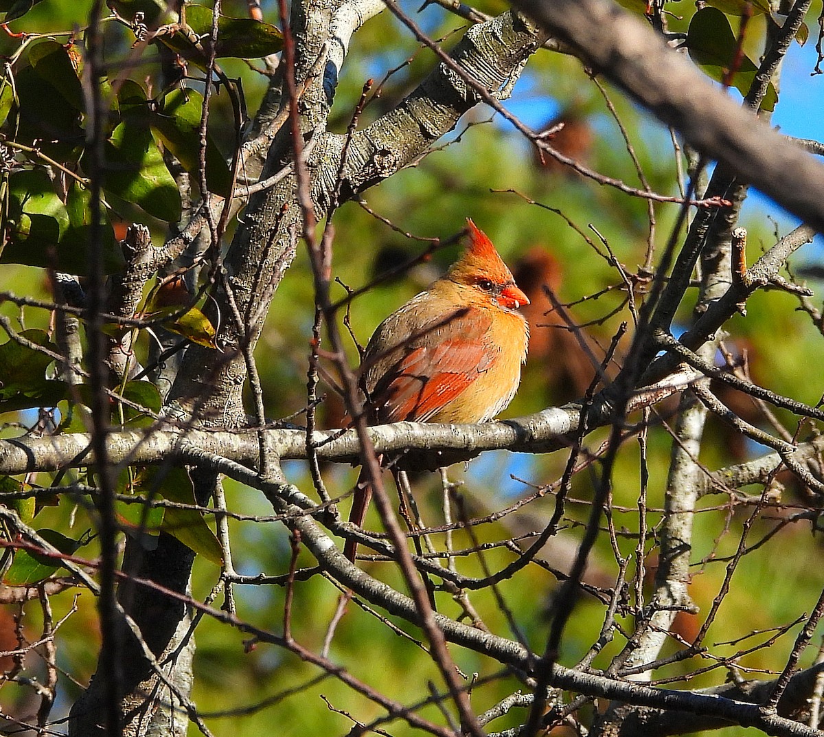 Кардинал червоний - ML647376187