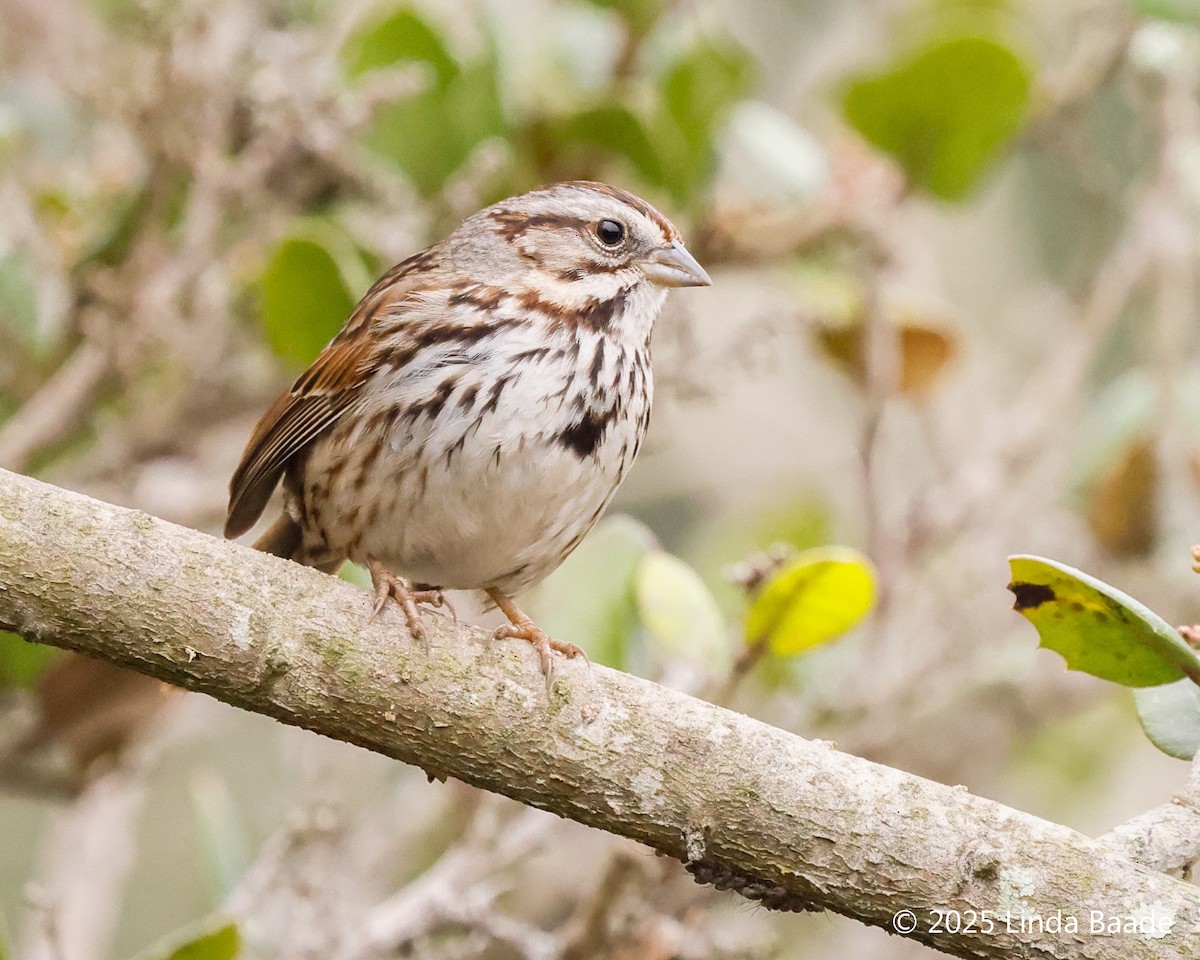 Пасовка співоча - ML647376188