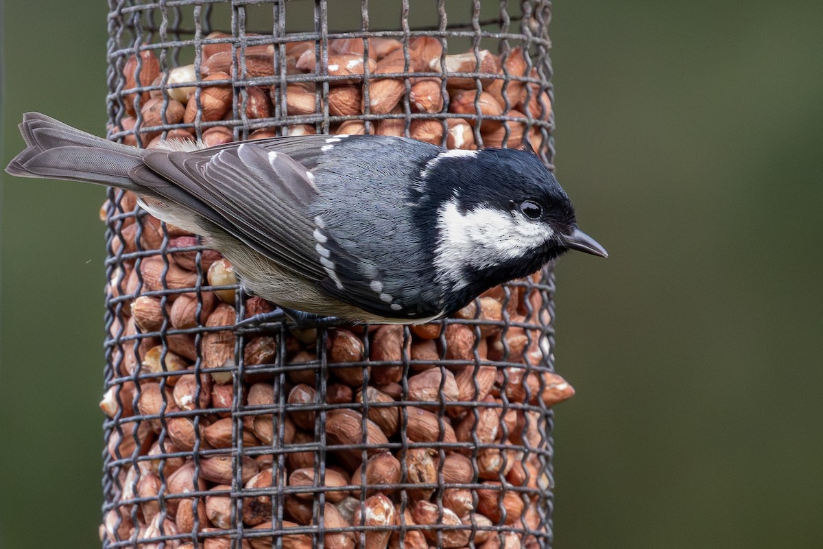 Синиця чорна - ML647376189