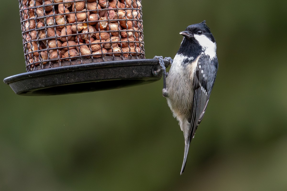 Синиця чорна - ML647376191