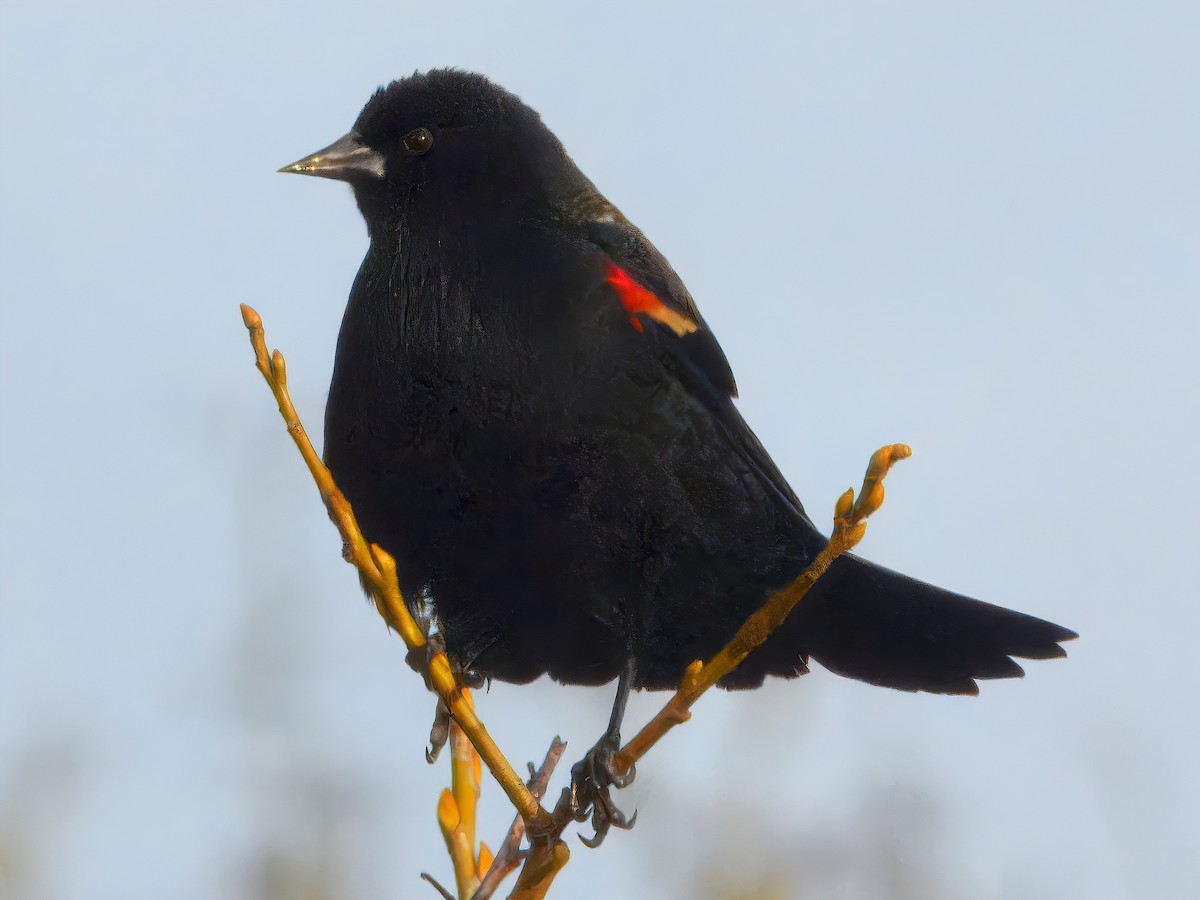 Еполетник червоноплечий [група phoeniceus] - ML647376192