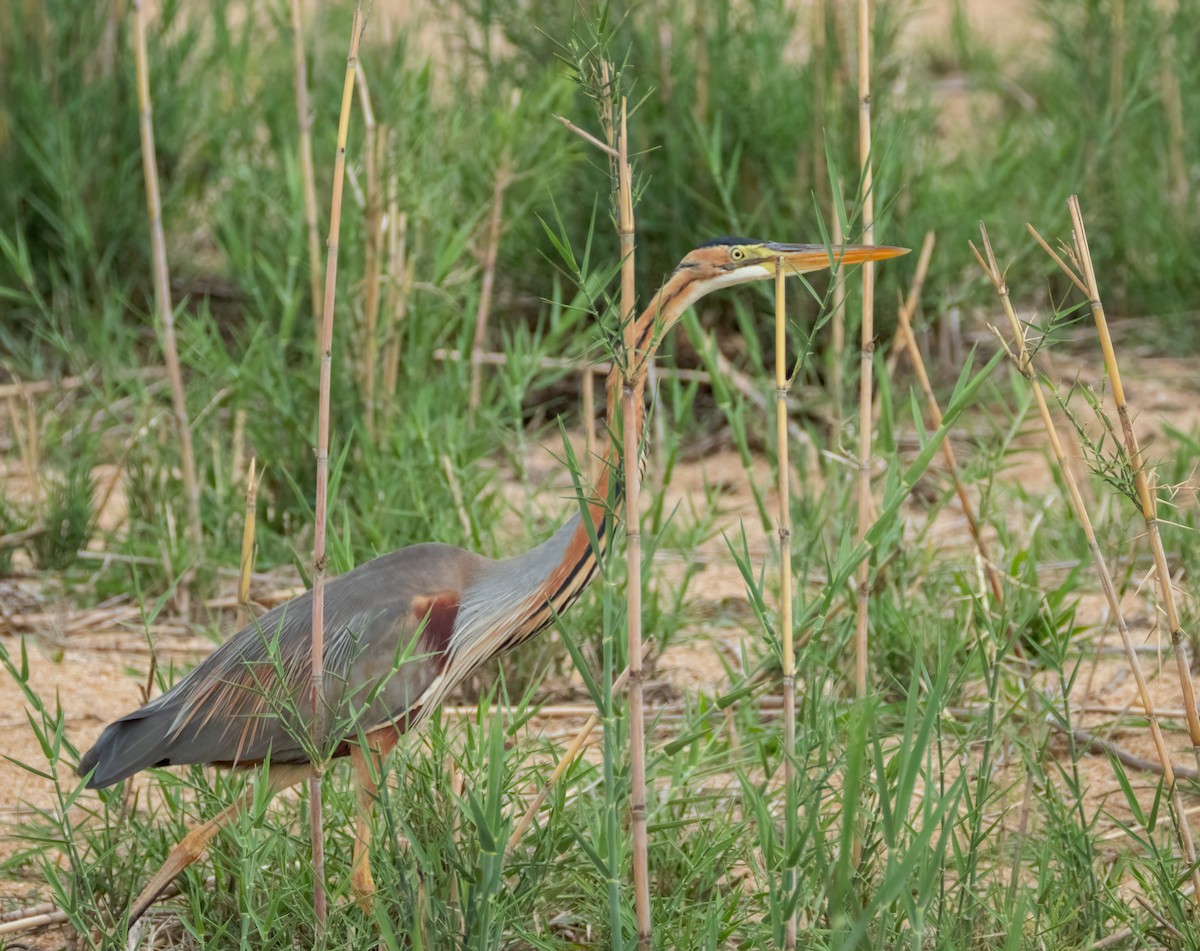 Чапля руда - ML647376194