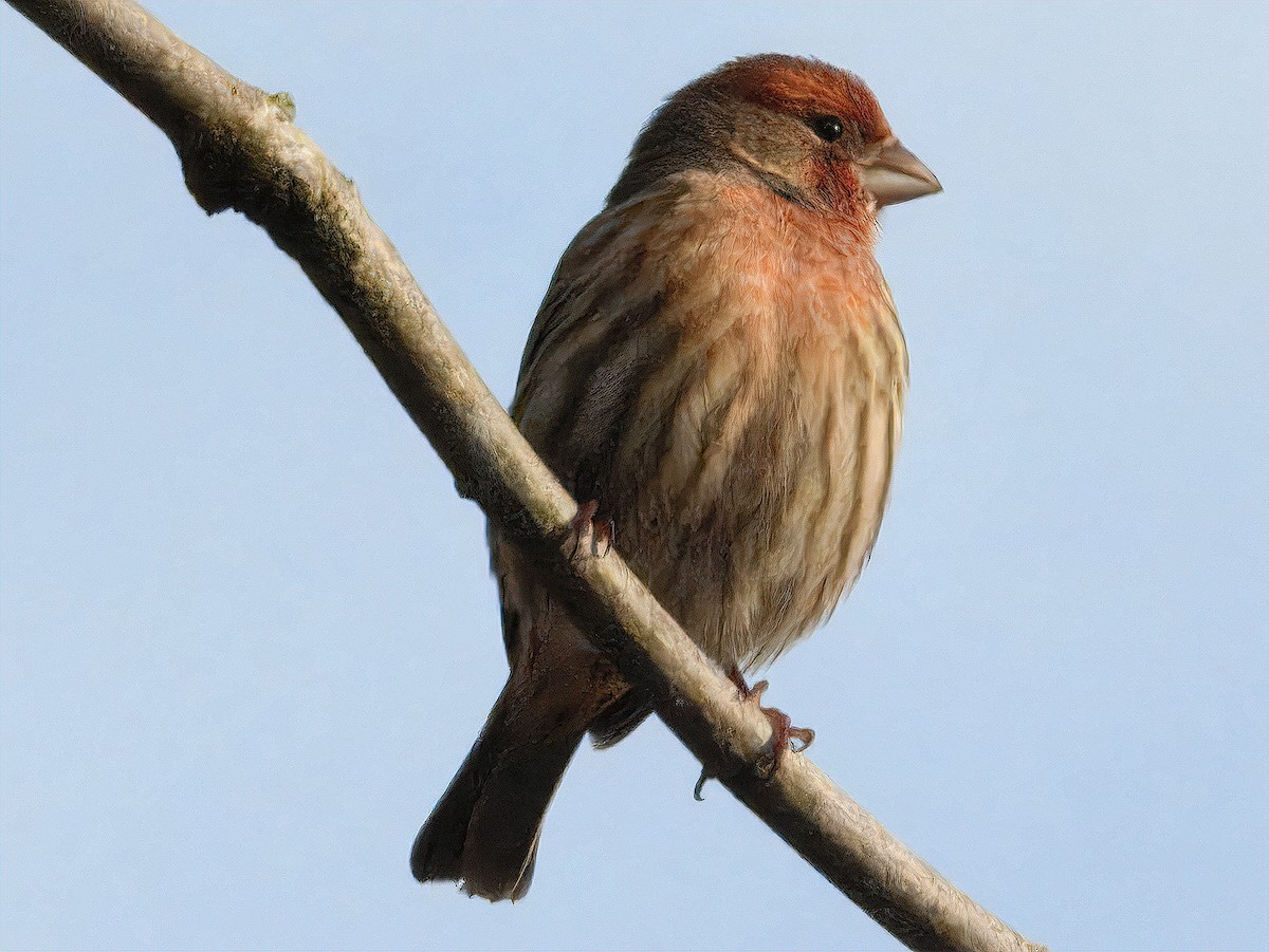 Чечевиця садова - ML647376198