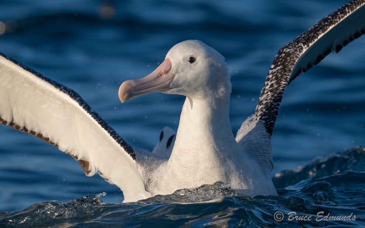 Antipodean Albatross (Gibson's) - ML647376199
