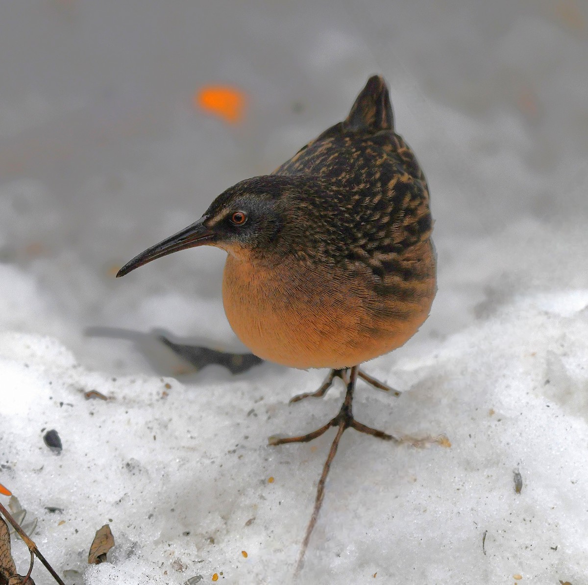 Пастушок віргінський - ML647376203