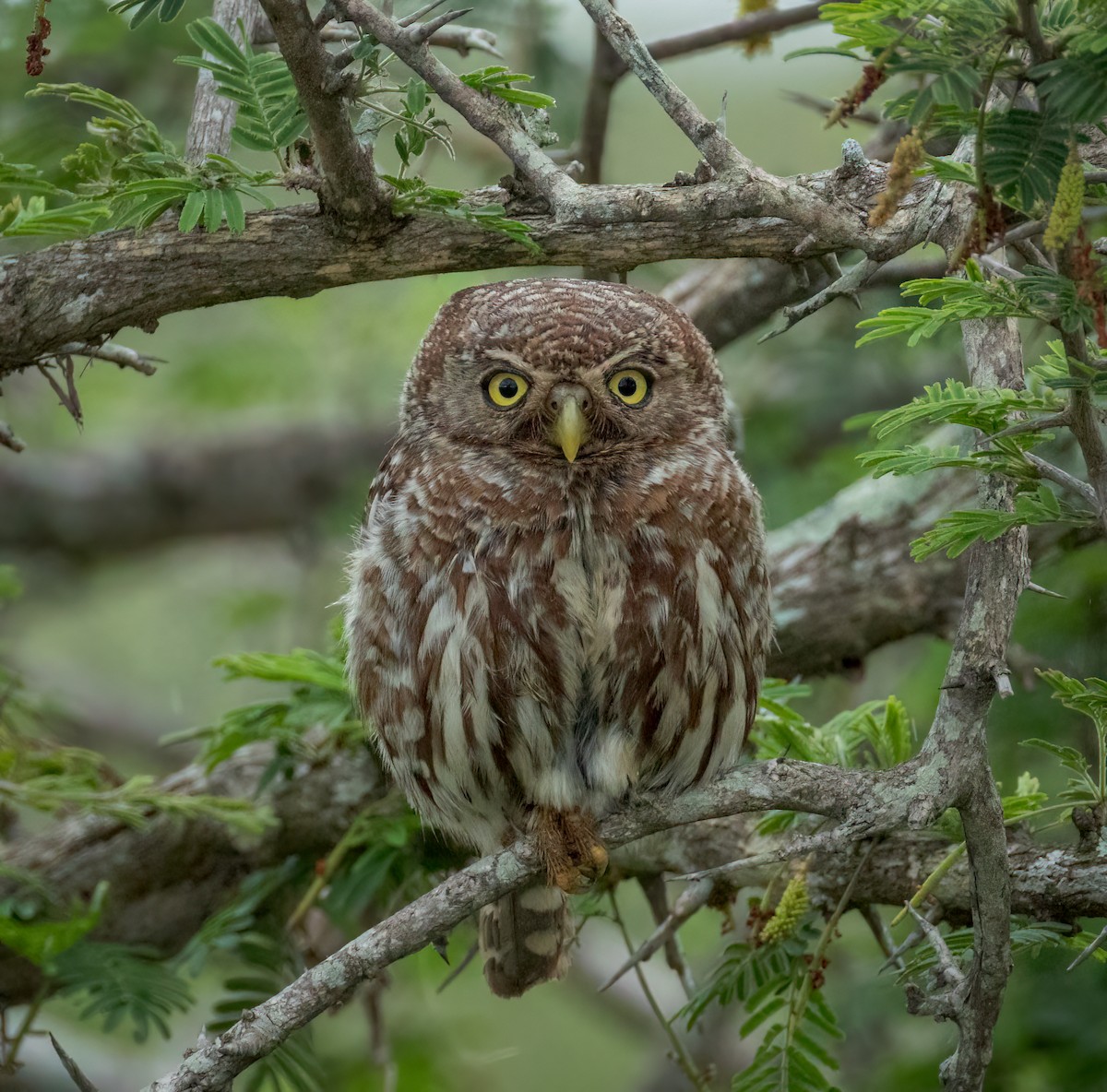 Сичик-горобець савановий - ML647376204