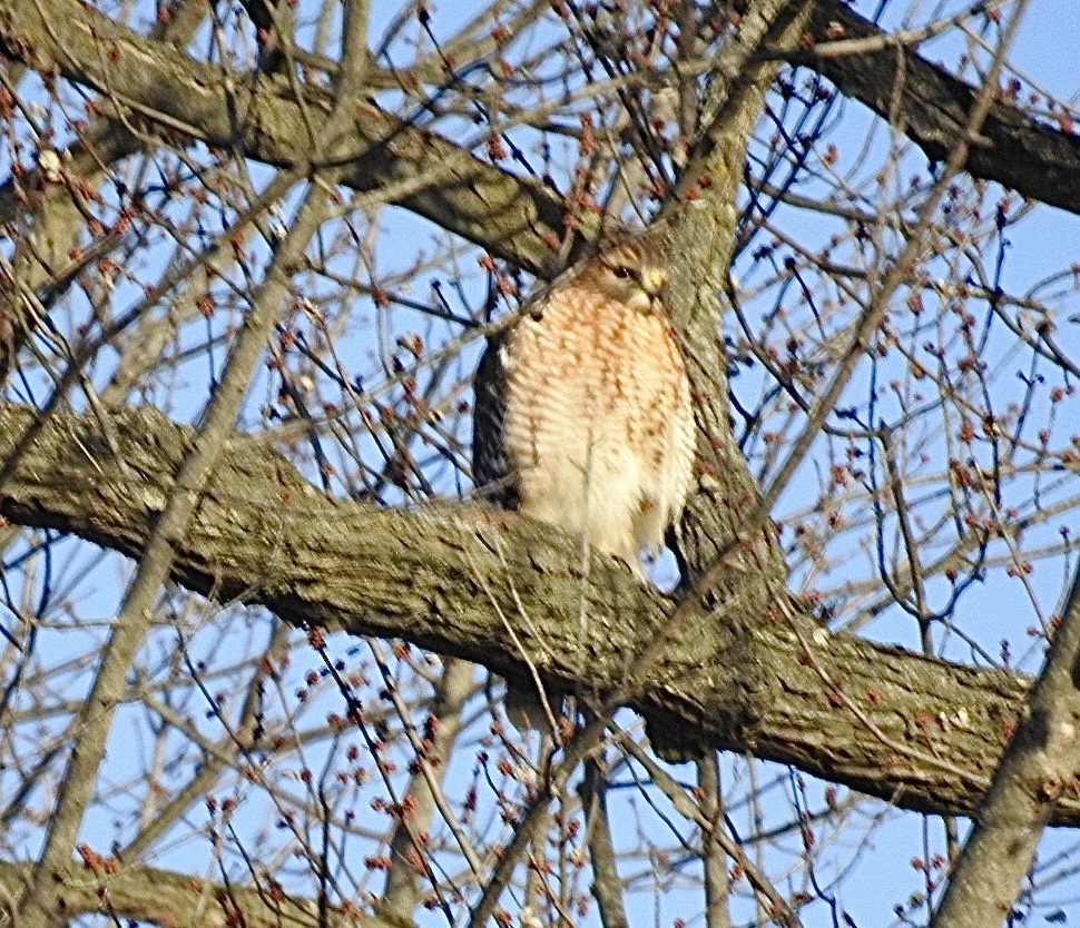 Канюк рудоплечий - ML647376205