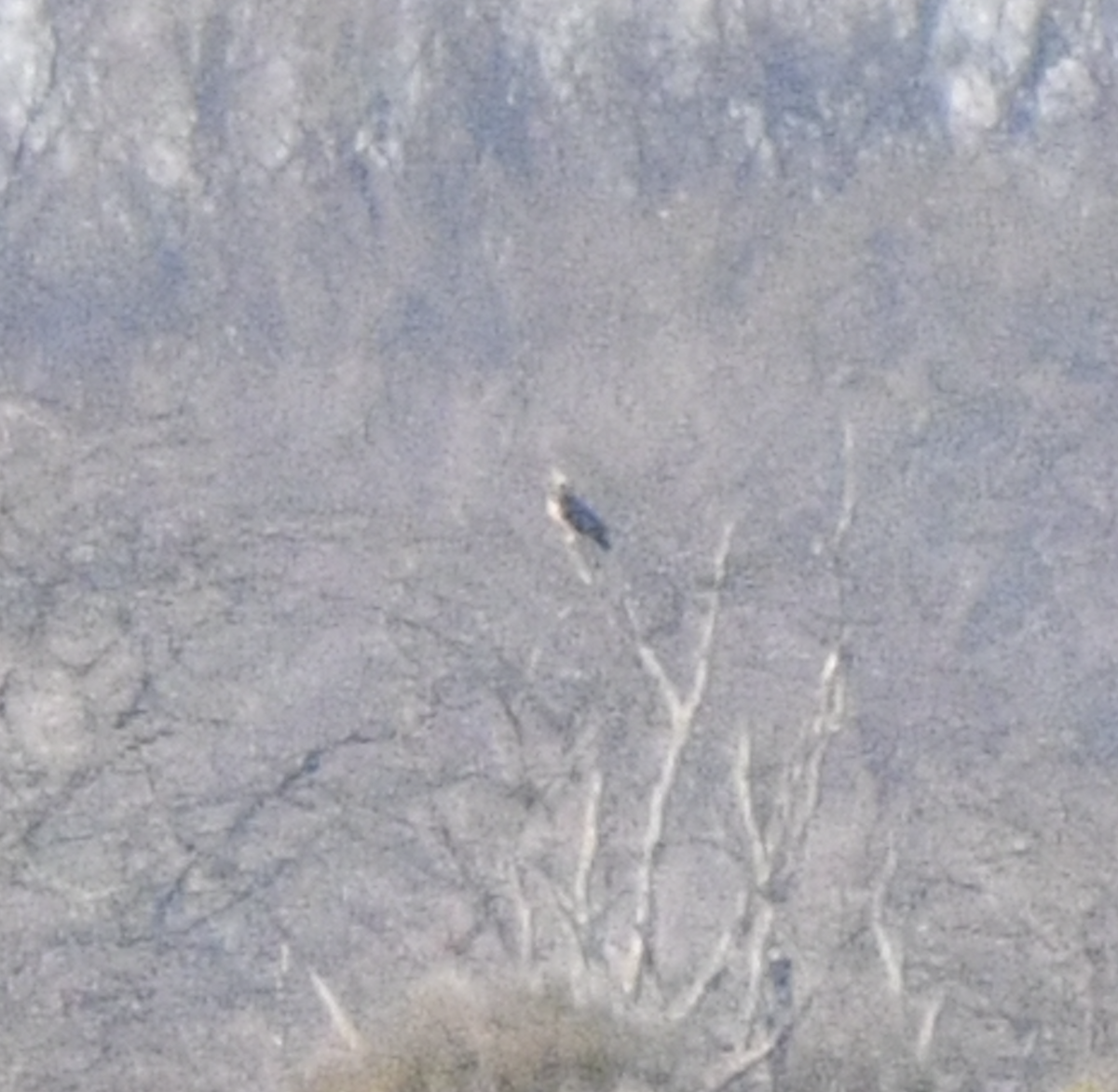 Орлан білоголовий - ML647376207