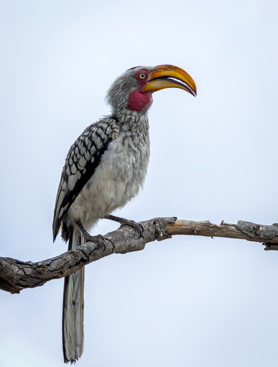 Токо намібійський - ML647376209