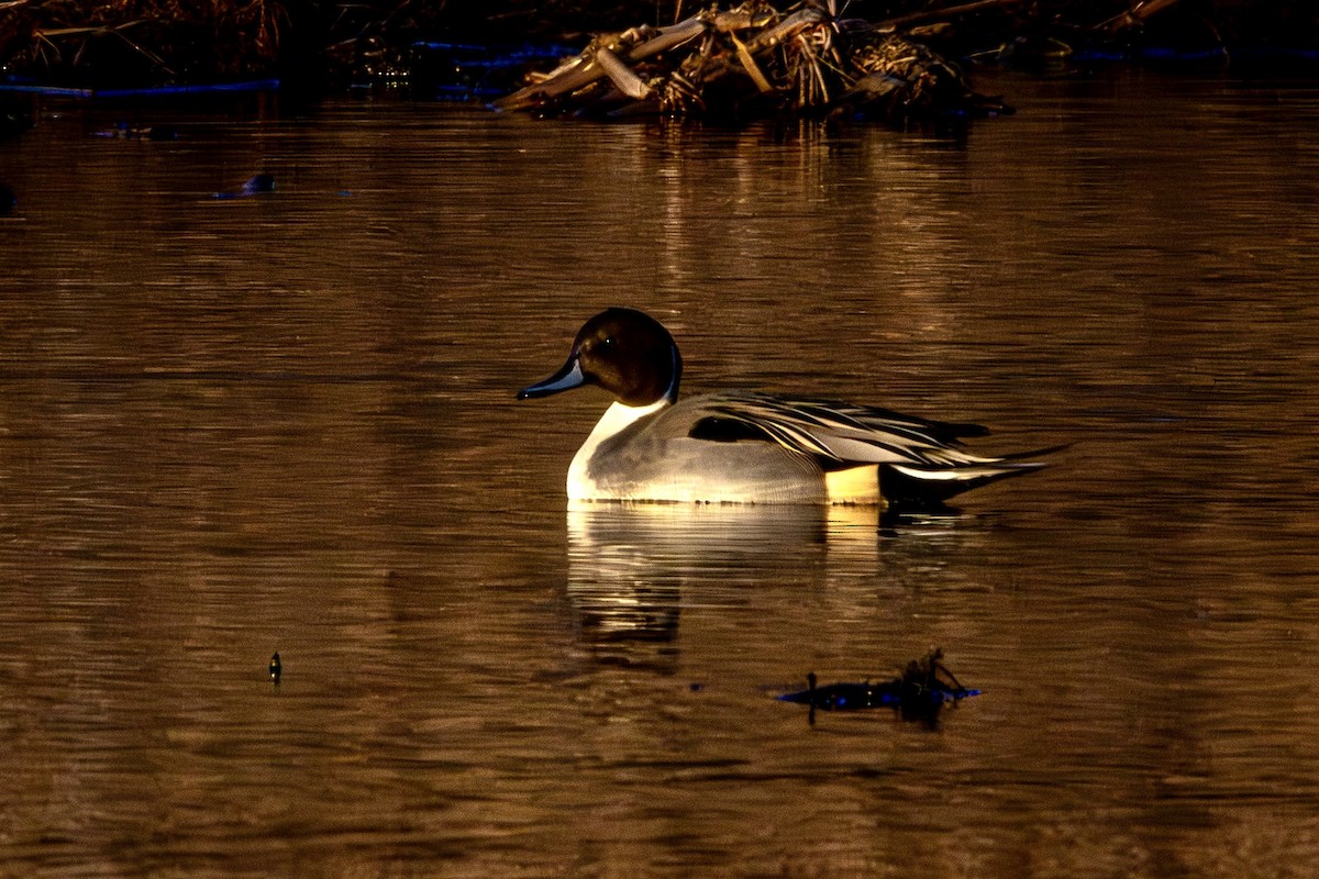 Шилохвіст північний - ML647376210