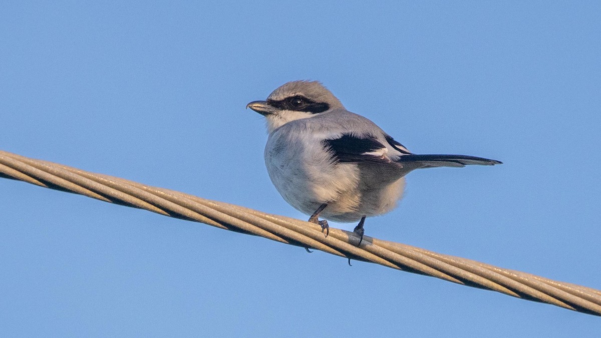 Сорокопуд американський - ML647376211