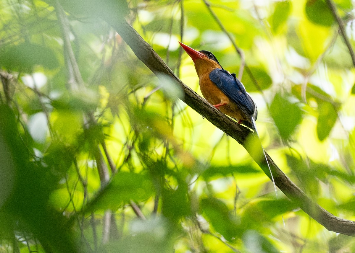 Альціон-галатея вохристогрудий - ML647376212