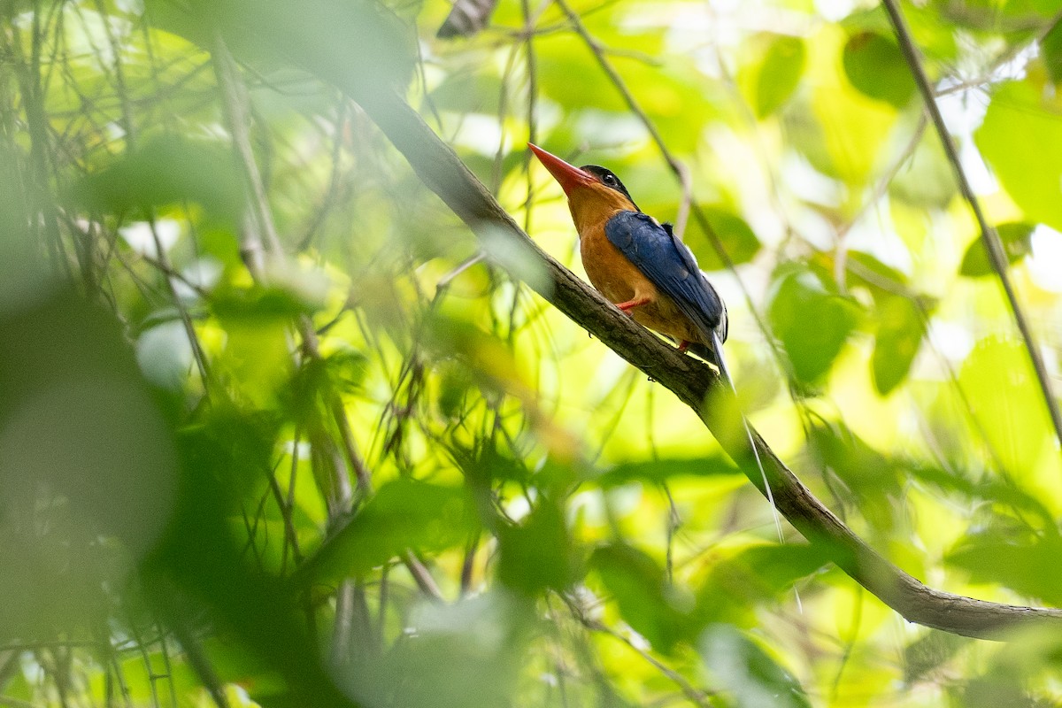 Альціон-галатея вохристогрудий - ML647376213