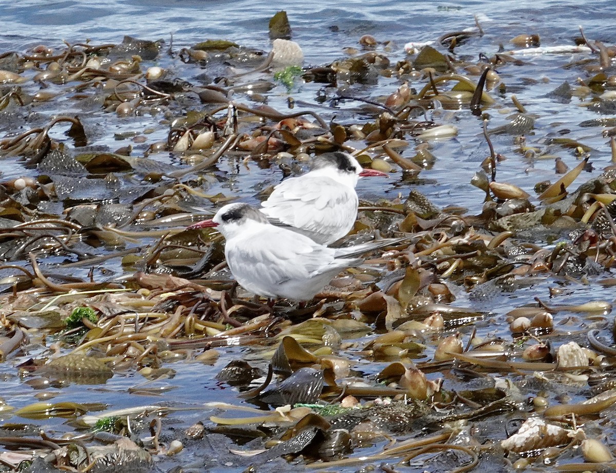 Крячок американський - ML647376214