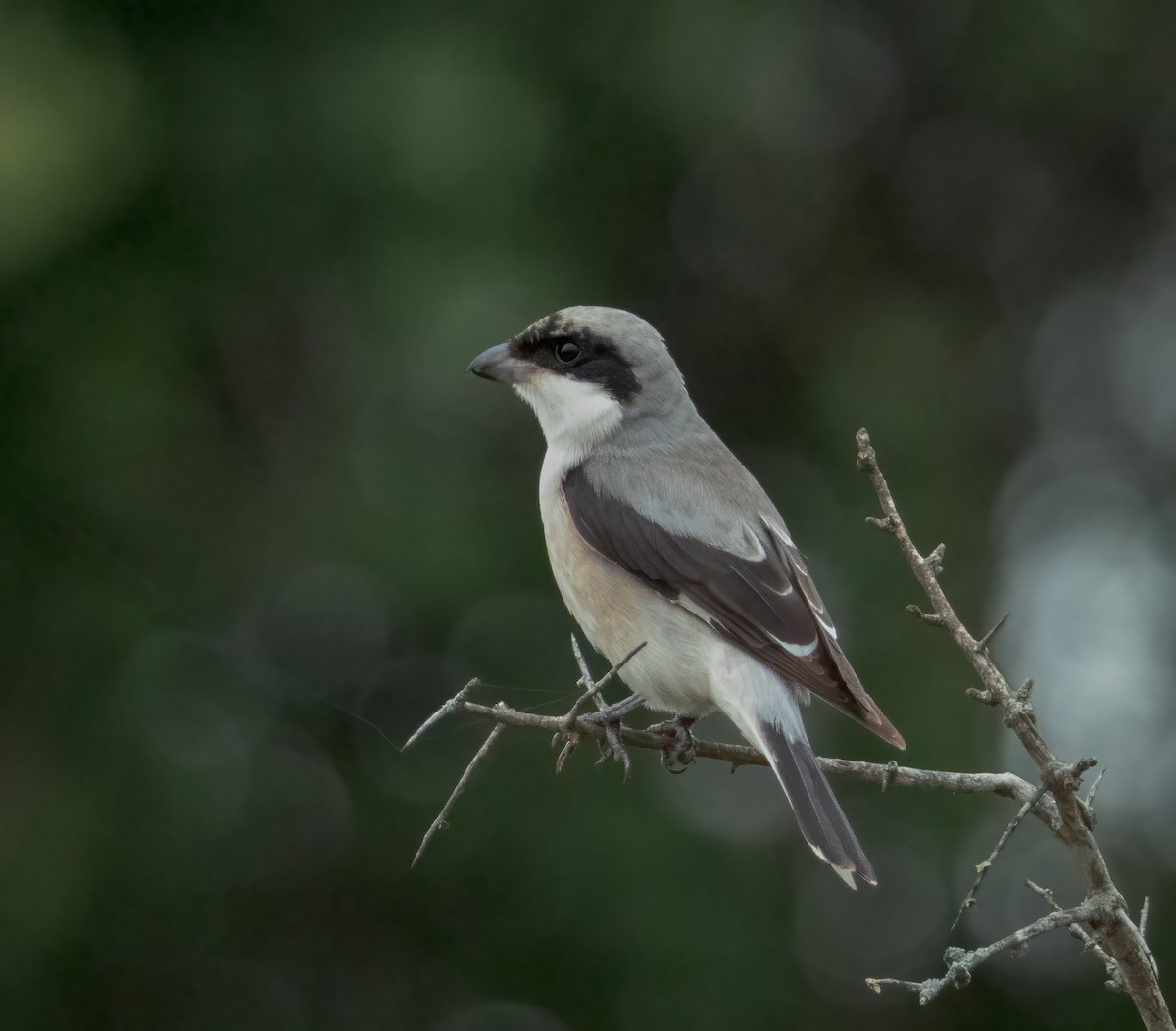 Сорокопуд чорнолобий - ML647376217