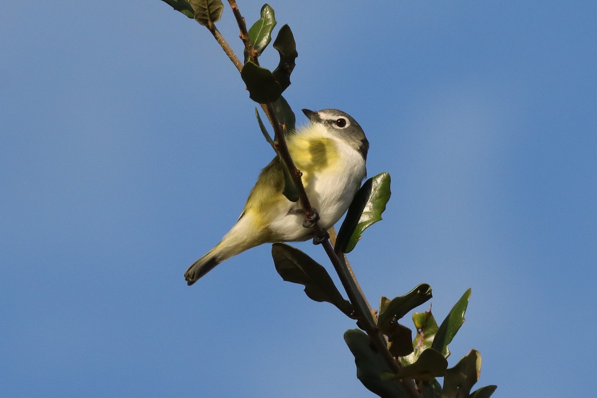 Віреон сизоголовий - ML647376218