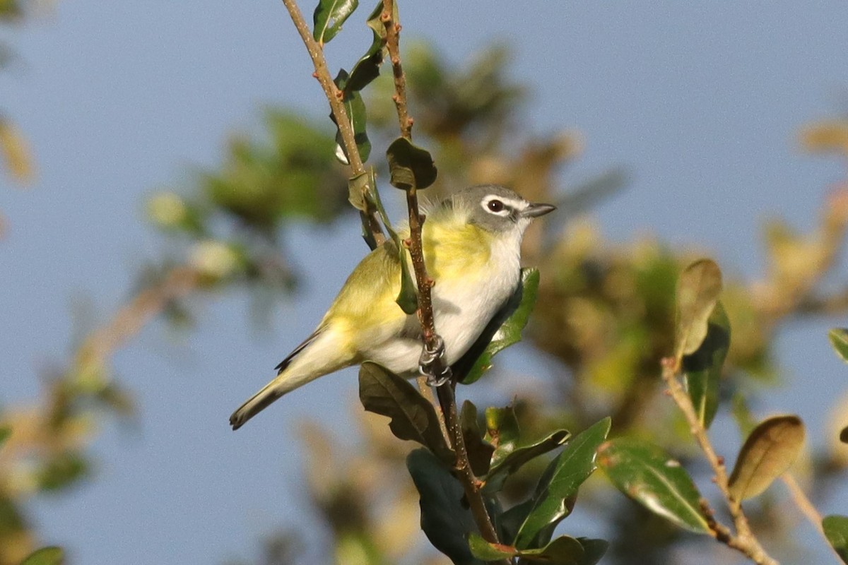 Віреон сизоголовий - ML647376219