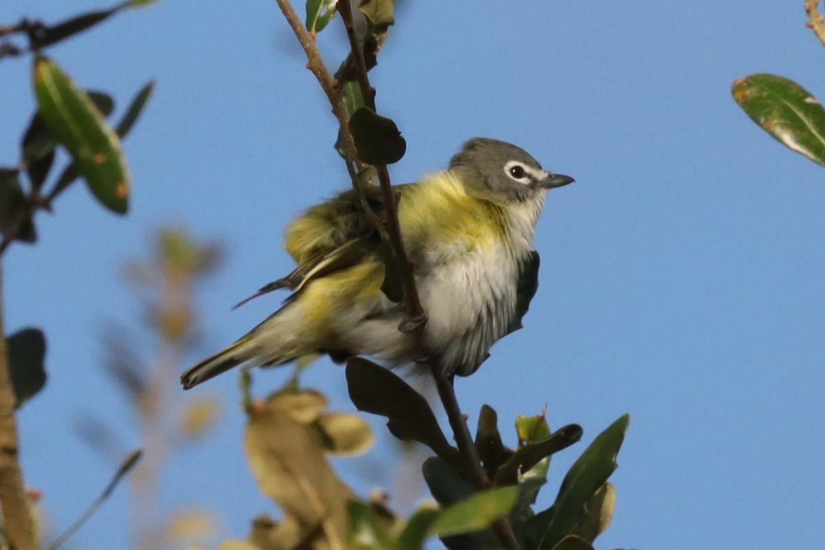 Віреон сизоголовий - ML647376220