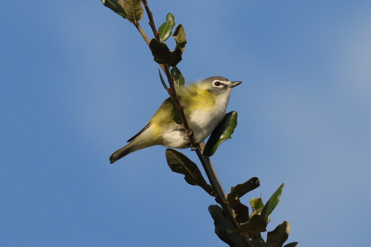 Віреон сизоголовий - ML647376221