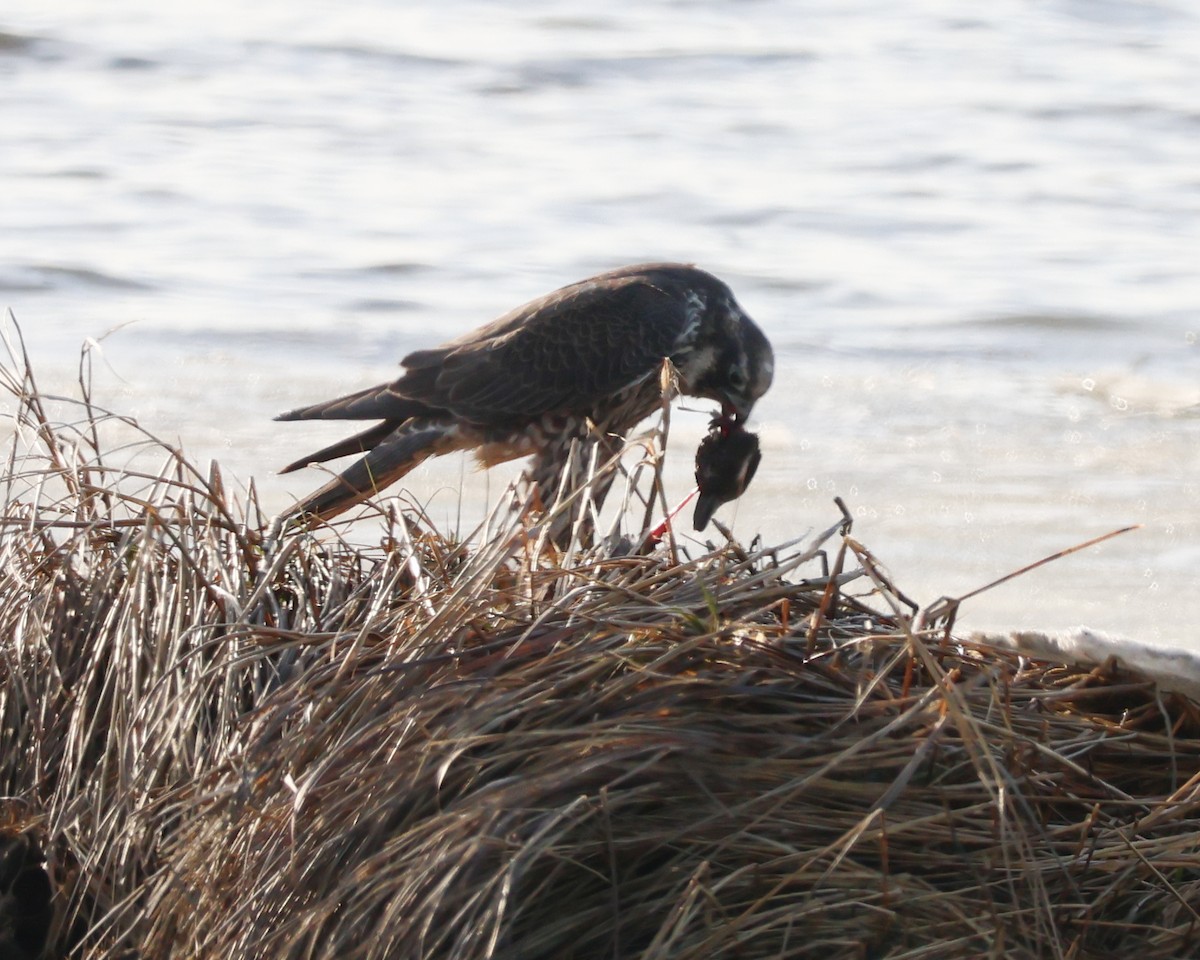 Сапсан - ML647376222