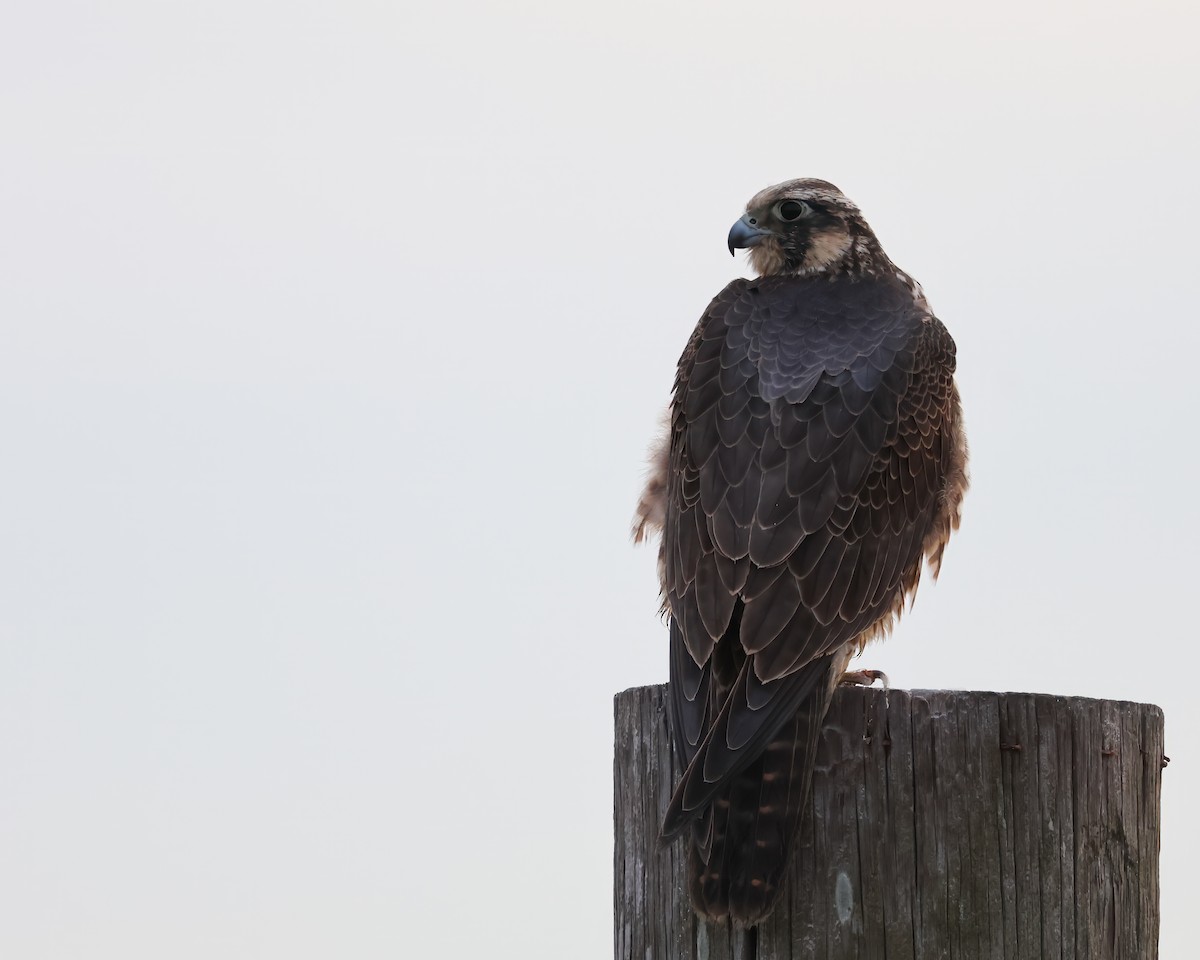 Сапсан - ML647376223