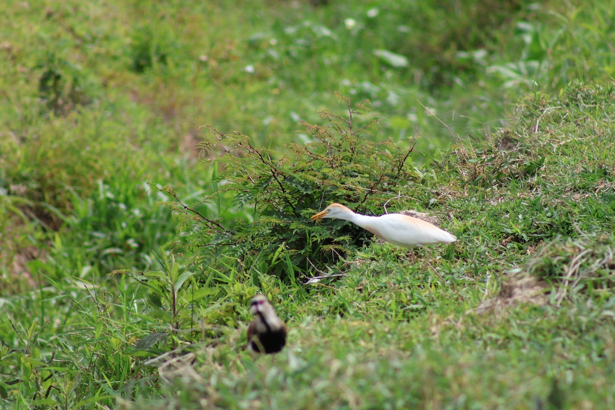 volavka rusohlavá - ML647376224