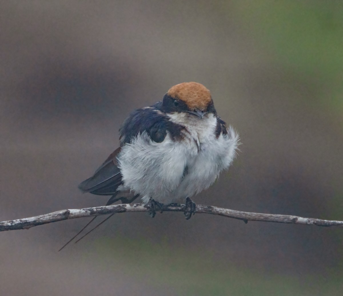 Wire-tailed Swallow - ML647376226